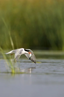 Images Dated 11th July 2005: Common Tern
