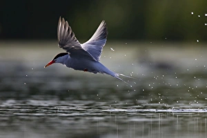 Images Dated 11th July 2005: Common Tern