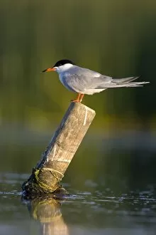 Images Dated 17th July 2005: Common Tern