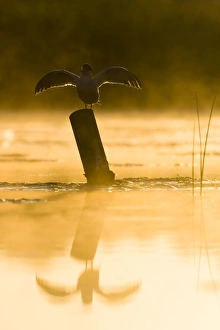 Images Dated 12th July 2005: Common Tern