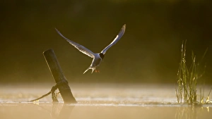 Images Dated 23rd July 2008: Common tern