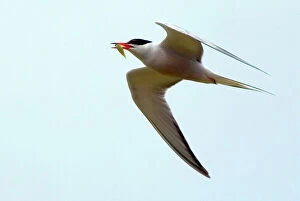 Images Dated 2nd June 2005: Common Tern - adult with food for young, Isles of Scilly, July