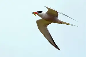Food In Mouth Prints: Common Tern - adult with food for young, Isles of Scilly, July