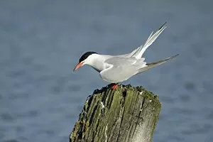 Common Tern, - calling from post and courtship displaying