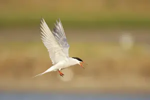 Calling Prints: Common Tern - Calling whilst coming in to land Sterna hirundo Texel, Netherlands BI014108