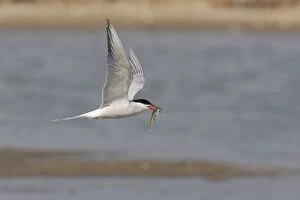 Common Tern - Carrying fish in flight