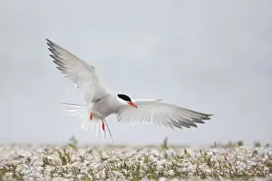 Common Tern - Coming in to land at breeding site Sterna hirundo Texel, Netherlands BI014095