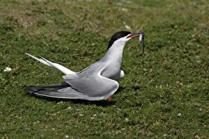 Common Tern - courtship displaying with sandeel in beak