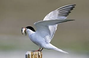 Common Tern - with fish in beak and with wings open