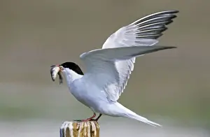 Common Tern - with fish in beak and with wings open - Belgium