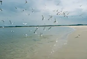 Common Tern - fishing