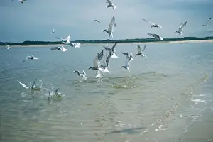 Common Tern - fishing