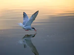 Common Tern fishing at sunset Bedfordshire UK 005012