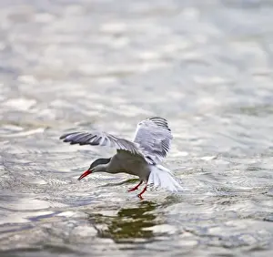 Common tern fishing at sunset Bedfordshire UK 005032