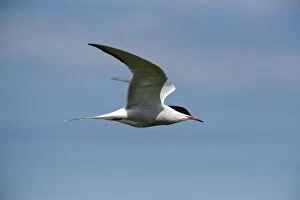 Images Dated 20th May 2010: Common tern - in flight