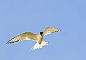 Common Tern - in flight - Bedfordshire UK 12021