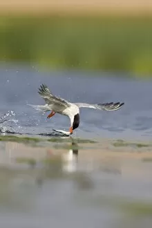 Common Tern - In flight, dipping sandeel into freshwater. Parents often rinse the fish before delivering it to