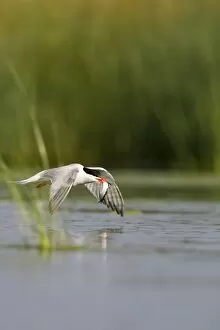 Common Tern - In flight, with a sandeel held in its bill