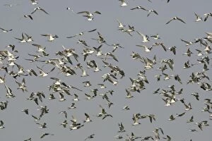 Common Tern - flock in flight - Seashore