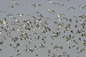 Mass Flock Prints: Common Tern - flock in flight - Seashore - Atlantic Coast - Namibia - Africa