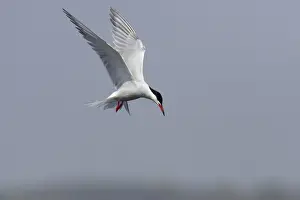Common Tern - Hovering whilst hunting for fish Minsmere, Suffolk, UK BI009842