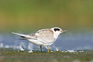 Images Dated 28th August 2007: Common Tern - juvenile at Jamaica Bay NWR, NY in August. USA