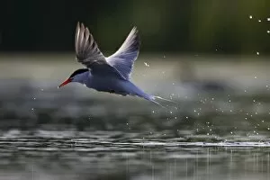 Common Tern - Lifting from water after a taking a drink on-the-wing