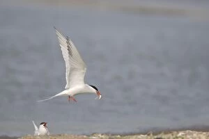 Common Tern - Male bringing food for female