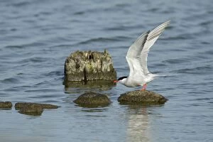 Images Dated 17th June 2009: Common Tern, - about to take off from stones in sea, Island of Texel, Holland