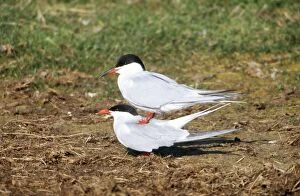 Images Dated 12th April 2005: Common Tern - pair copulating