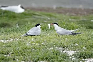 Common Tern - pair courtship displaying, with fish offering