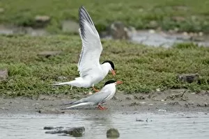 Common Tern, - pair mating during breeding season