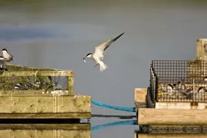 Common Tern - Parent arriving with a sandeel at its nest site located on a purpose built floating platforms