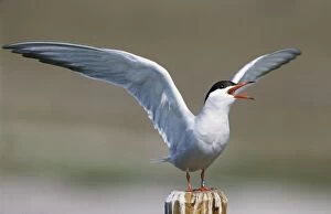 Images Dated 25th March 2010: Common Tern - screaming with open wings