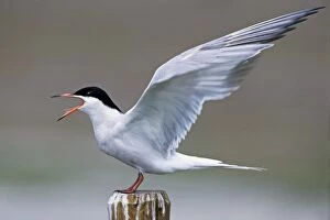 Common Tern - screaming with open wings
