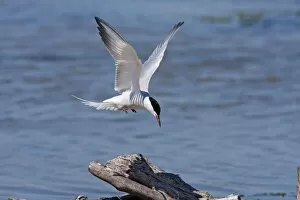 Common Tern - Single adult in flight about to land on a log