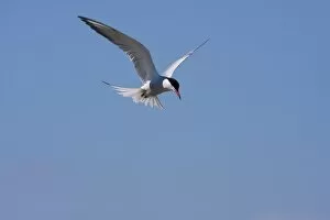 Images Dated 30th May 2009: Common Tern - Single adult hovering