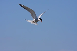 Images Dated 30th May 2009: Common Tern - Single adult hovering