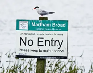 Joke Prints: Common Tern - sitting on Nature Reserve No Entry sign - Martham Broad - Norfolk - UK