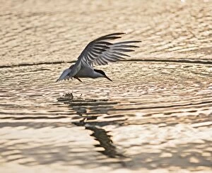 Common Tern takes fish at sunset