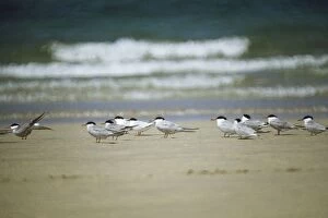 Common Terns - with 2 Roseate Terns