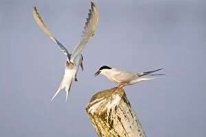 Images Dated 1st May 2009: Common Terns - courtship feeding