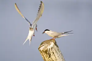 Common Terns - courtship feeding - Hickling Broad - Norfolk - England