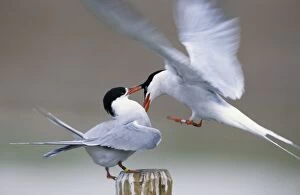 Common Terns - fighting