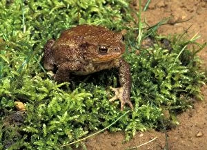 Bufo Gallery: Common Toad