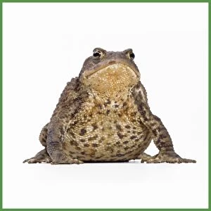 Images Dated 21st September 2007: Common Toad