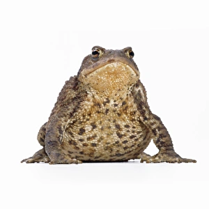 Images Dated 21st September 2007: Common Toad