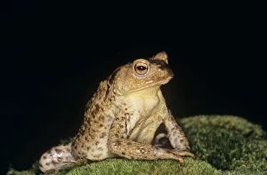 Images Dated 7th September 2006: Common Toad