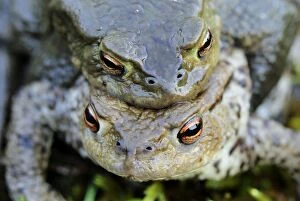 Common Toad - amplexus (Bufo bufo)