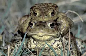 Amplexus Prints: Common Toad - Amplexus - Switzerland